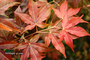 - Acer palmatum 'Gable's Glory' Chameleon Japanese Maple - Mr Maple │ Buy Japanese Maple Trees