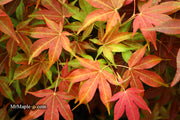 - Acer palmatum 'Gable's Glory' Chameleon Japanese Maple - Mr Maple │ Buy Japanese Maple Trees