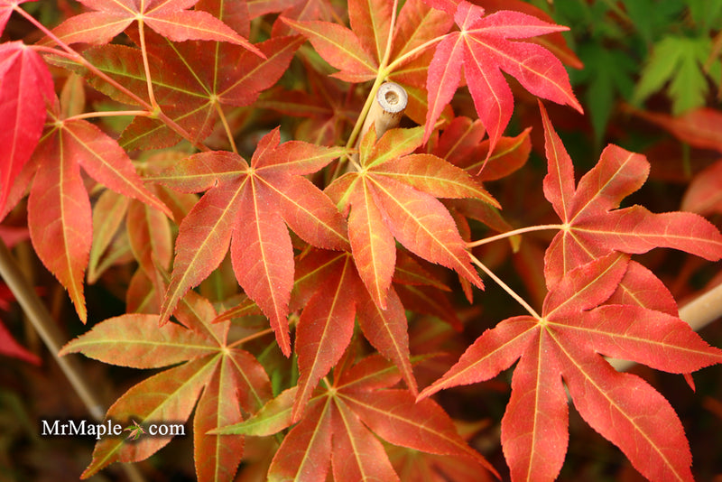 - Acer palmatum 'Gable's Glory' Chameleon Japanese Maple - Mr Maple │ Buy Japanese Maple Trees