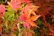 - Acer palmatum 'Gable's Glory' Chameleon Japanese Maple - Mr Maple │ Buy Japanese Maple Trees
