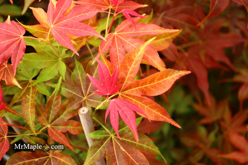 - Acer palmatum 'Gable's Glory' Chameleon Japanese Maple - Mr Maple │ Buy Japanese Maple Trees