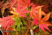 - Acer palmatum 'Gable's Glory' Chameleon Japanese Maple - Mr Maple │ Buy Japanese Maple Trees