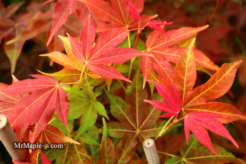 - Acer palmatum 'Gable's Glory' Chameleon Japanese Maple - Mr Maple │ Buy Japanese Maple Trees