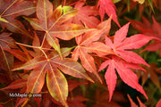 - Acer palmatum 'Gable's Glory' Chameleon Japanese Maple - Mr Maple │ Buy Japanese Maple Trees