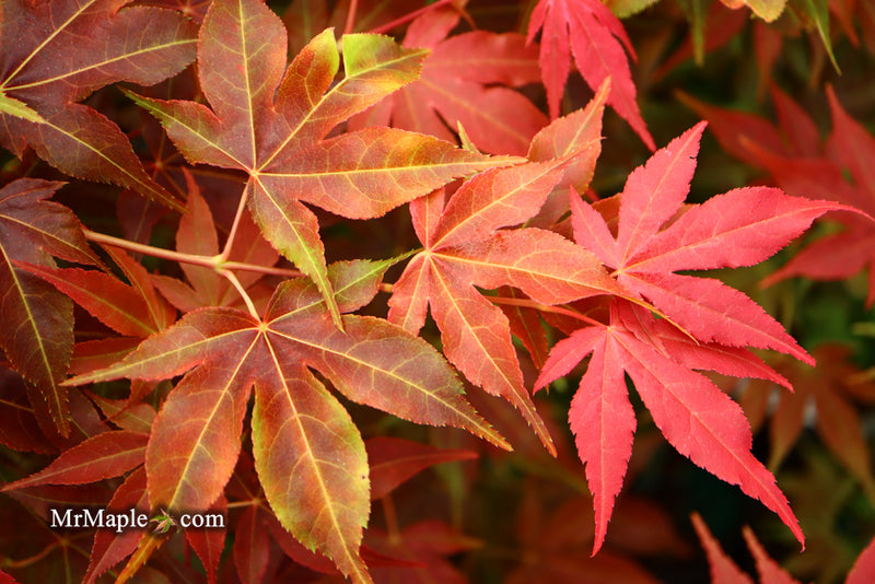 - Acer palmatum 'Gable's Glory' Chameleon Japanese Maple - Mr Maple │ Buy Japanese Maple Trees