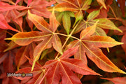 - Acer palmatum 'Gable's Glory' Chameleon Japanese Maple - Mr Maple │ Buy Japanese Maple Trees