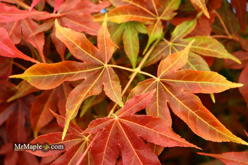 - Acer palmatum 'Gable's Glory' Chameleon Japanese Maple - Mr Maple │ Buy Japanese Maple Trees