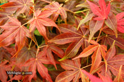 - Acer palmatum 'Gable's Glory' Chameleon Japanese Maple - Mr Maple │ Buy Japanese Maple Trees