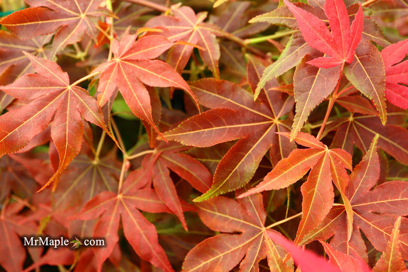 - Acer palmatum 'Gable's Glory' Chameleon Japanese Maple - Mr Maple │ Buy Japanese Maple Trees