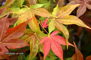 - Acer palmatum 'Gable's Glory' Chameleon Japanese Maple - Mr Maple │ Buy Japanese Maple Trees
