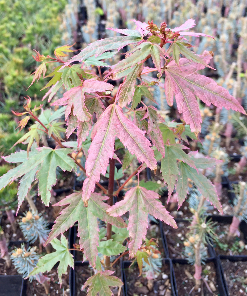 Acer palmatum 'Pink Panther' Japanese Maple