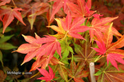 - Acer palmatum 'Gable's Glory' Chameleon Japanese Maple - Mr Maple │ Buy Japanese Maple Trees