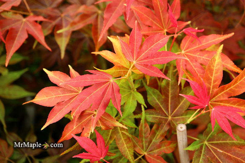 - Acer palmatum 'Gable's Glory' Chameleon Japanese Maple - Mr Maple │ Buy Japanese Maple Trees