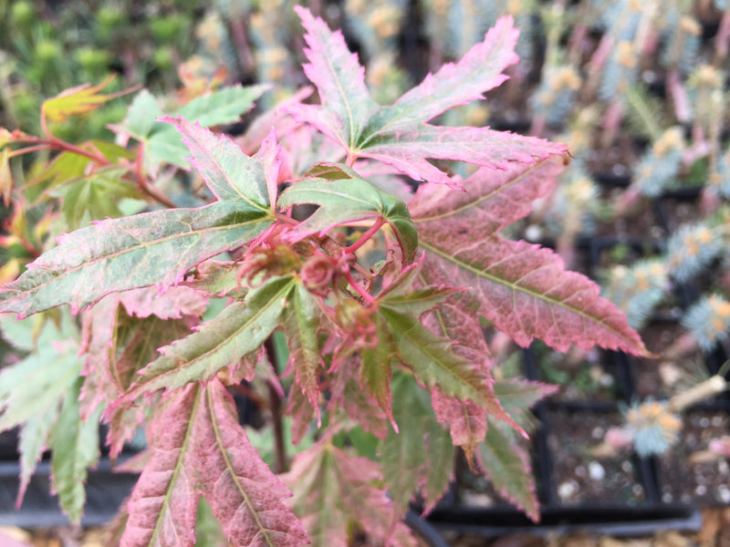 Acer palmatum 'Pink Panther' Japanese Maple