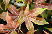 - Acer palmatum 'Gable's Glory' Chameleon Japanese Maple - Mr Maple │ Buy Japanese Maple Trees