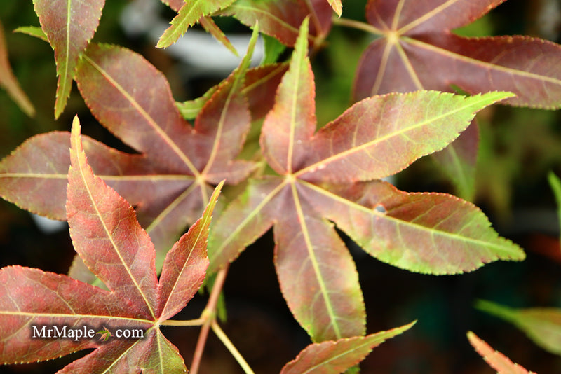 - Acer palmatum 'Gable's Glory' Chameleon Japanese Maple - Mr Maple │ Buy Japanese Maple Trees