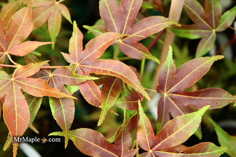 - Acer palmatum 'Gable's Glory' Chameleon Japanese Maple - Mr Maple │ Buy Japanese Maple Trees