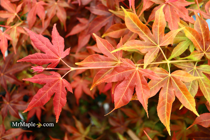 - Acer palmatum 'Gable's Glory' Chameleon Japanese Maple - Mr Maple │ Buy Japanese Maple Trees