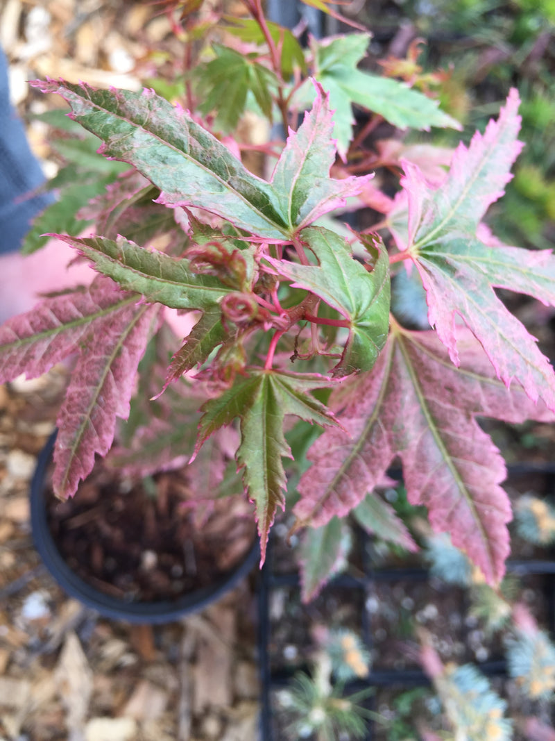 Acer palmatum 'Pink Panther' Japanese Maple