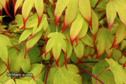 - Acer palmatum 'Tsuma gaki' Japanese Maple - Mr Maple │ Buy Japanese Maple Trees