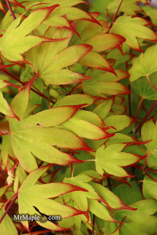 - Acer palmatum 'Tsuma gaki' Japanese Maple - Mr Maple │ Buy Japanese Maple Trees
