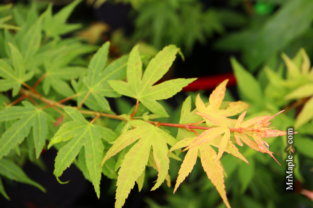 Acer palmatum 'Lady Bug' Japanese Maple