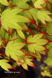- Acer palmatum 'Tsuma gaki' Japanese Maple - Mr Maple │ Buy Japanese Maple Trees