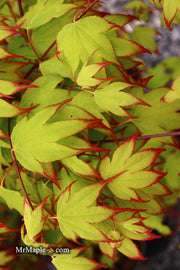 - Acer palmatum 'Tsuma gaki' Japanese Maple - Mr Maple │ Buy Japanese Maple Trees