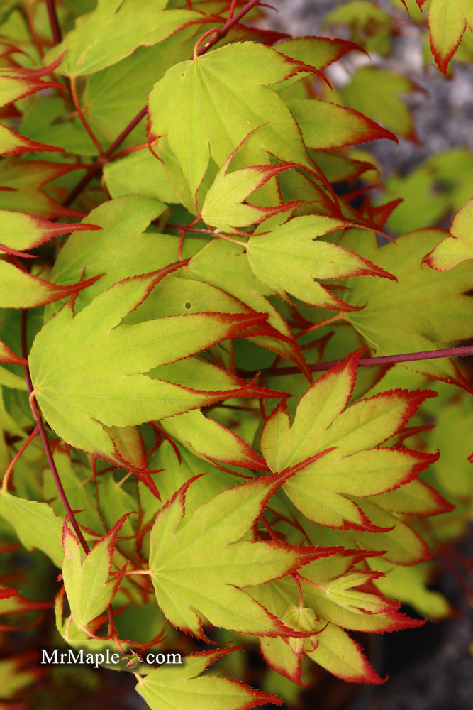 - Acer palmatum 'Tsuma gaki' Japanese Maple - Mr Maple │ Buy Japanese Maple Trees