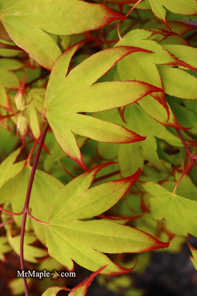 - Acer palmatum 'Tsuma gaki' Japanese Maple - Mr Maple │ Buy Japanese Maple Trees