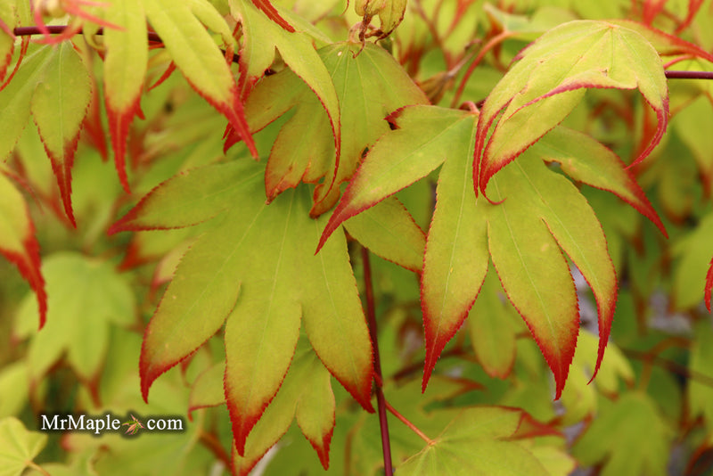 - Acer palmatum 'Tsuma gaki' Japanese Maple - Mr Maple │ Buy Japanese Maple Trees