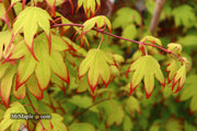 - Acer palmatum 'Tsuma gaki' Japanese Maple - Mr Maple │ Buy Japanese Maple Trees