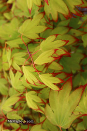- Acer palmatum 'Tsuma gaki' Japanese Maple - Mr Maple │ Buy Japanese Maple Trees