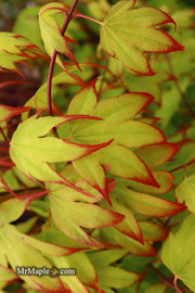 - Acer palmatum 'Tsuma gaki' Japanese Maple - Mr Maple │ Buy Japanese Maple Trees