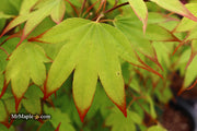 - Acer palmatum 'Tsuma gaki' Japanese Maple - Mr Maple │ Buy Japanese Maple Trees