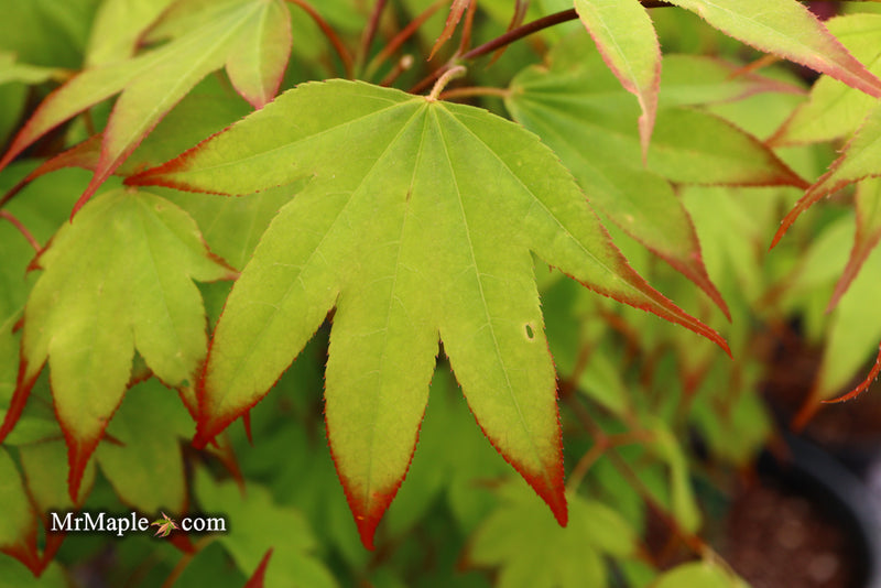 - Acer palmatum 'Tsuma gaki' Japanese Maple - Mr Maple │ Buy Japanese Maple Trees