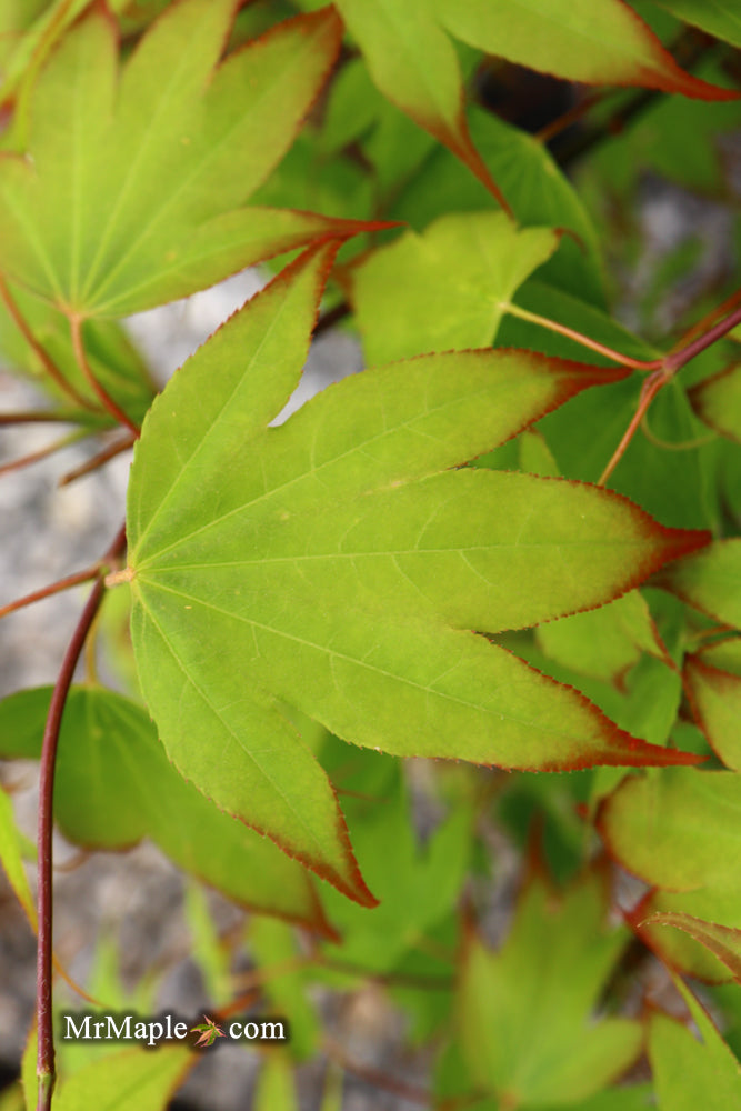 - Acer palmatum 'Tsuma gaki' Japanese Maple - Mr Maple │ Buy Japanese Maple Trees