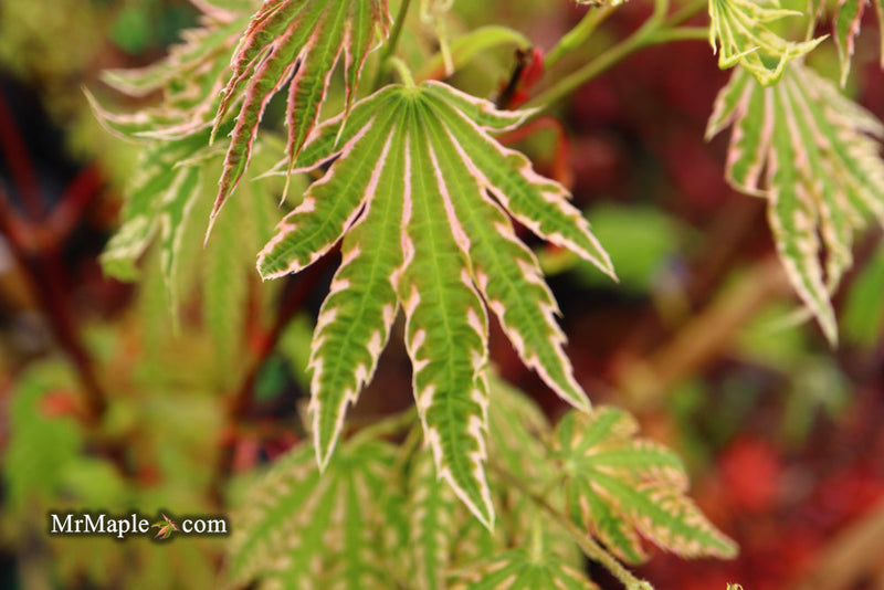 - FOR PICKUP ONLY | Acer palmatum 'Ikandi' Japanese Maple| DOES NOT SHIP - Mr Maple │ Buy Japanese Maple Trees