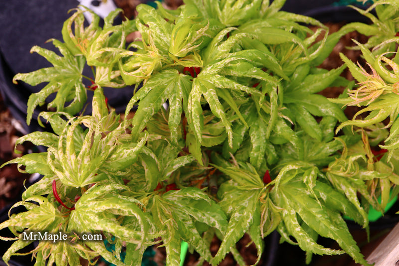 - Acer palmatum 'Snow Kitten' Japanese Maple - Mr Maple │ Buy Japanese Maple Trees