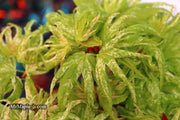 - Acer palmatum 'Snow Kitten' Japanese Maple - Mr Maple │ Buy Japanese Maple Trees