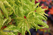 - Acer palmatum 'Snow Kitten' Japanese Maple - Mr Maple │ Buy Japanese Maple Trees