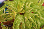 - Acer palmatum 'Snow Kitten' Japanese Maple - Mr Maple │ Buy Japanese Maple Trees
