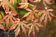 - Acer palmatum 'Strawberry Spring' Reticulated Japanese Maple - Mr Maple │ Buy Japanese Maple Trees