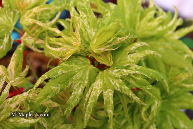 - Acer palmatum 'Snow Kitten' Japanese Maple - Mr Maple │ Buy Japanese Maple Trees