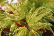 - Acer palmatum 'Snow Kitten' Japanese Maple - Mr Maple │ Buy Japanese Maple Trees