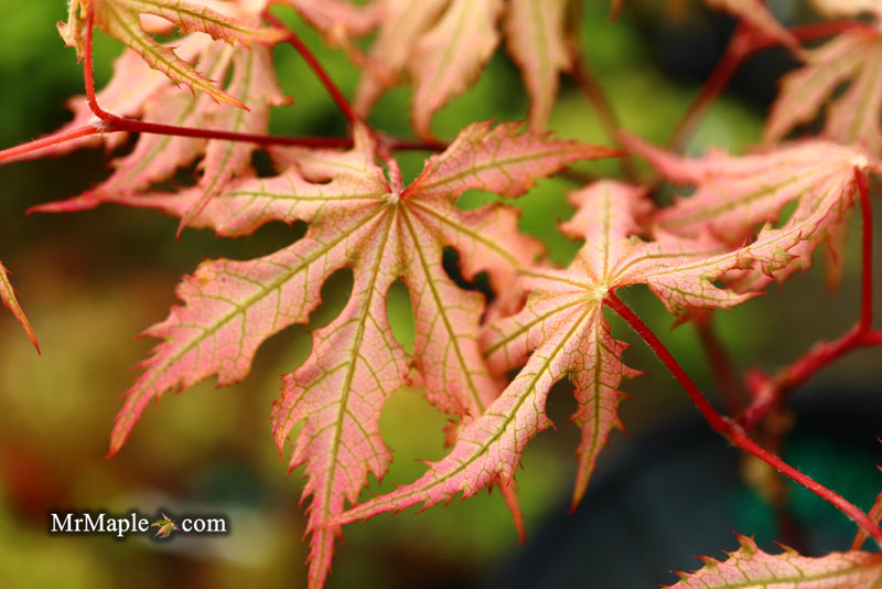 - Acer palmatum 'Strawberry Spring' Reticulated Japanese Maple - Mr Maple │ Buy Japanese Maple Trees