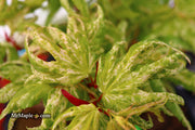 - Acer palmatum 'Snow Kitten' Japanese Maple - Mr Maple │ Buy Japanese Maple Trees