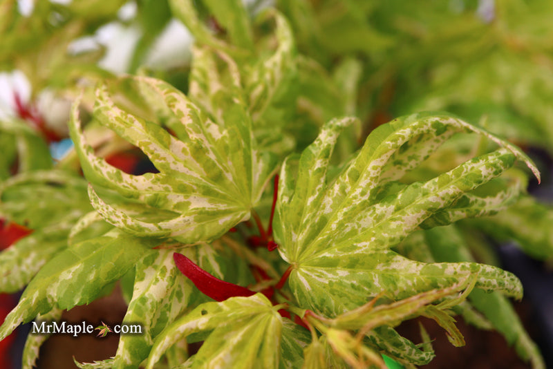 - Acer palmatum 'Snow Kitten' Japanese Maple - Mr Maple │ Buy Japanese Maple Trees