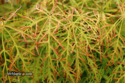 - Acer palmatum 'Baldsmith' Laceleaf Japanese Maple - Mr Maple │ Buy Japanese Maple Trees