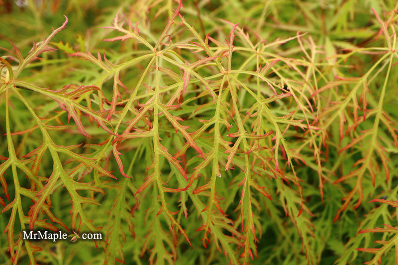 - Acer palmatum 'Baldsmith' Laceleaf Japanese Maple - Mr Maple │ Buy Japanese Maple Trees